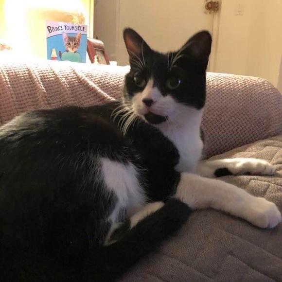 ZORRO SAYS “RELAX” - Picture 5 of 16